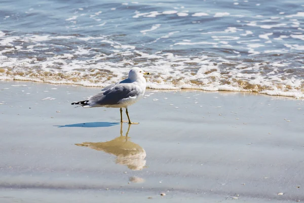 Caminhada da gaivota com reflexão — Fotografia de Stock