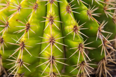 zbliżenie kolce na kaktus