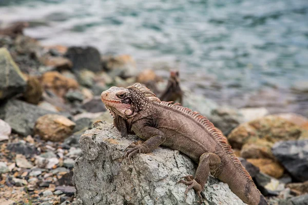 岩の上に晒すこと茶色のイグアナ — ストック写真