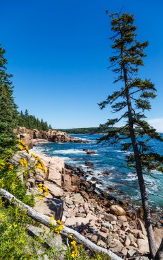 acadia ormandaki Kanlısırt