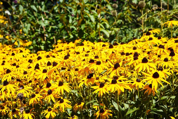 Field of Brown-eyed Susans on Green — Stock Photo, Image
