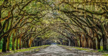 Savannah, Georgia yakınlarındaki tarihi Wormsloe Çiftliği 'nde meşe ağacı bulvarı.