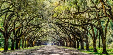 Wormsloe Yolu