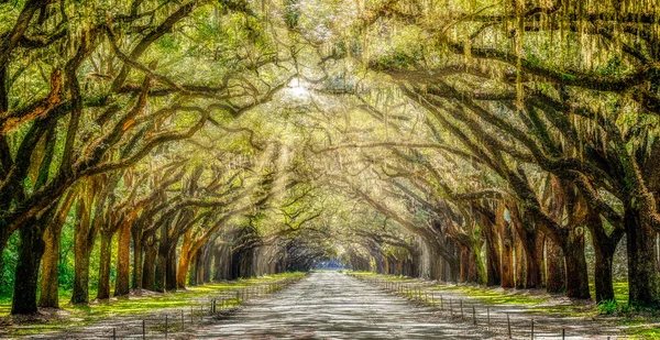 Luz solar através de Wormsloe — Fotografia de Stock