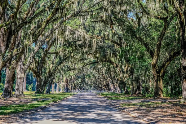 西班牙Moss Draped Oaks — 图库照片