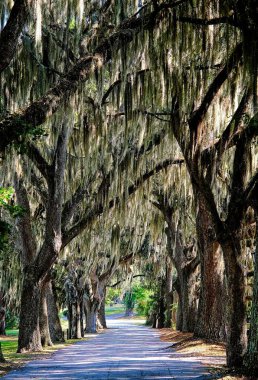 Meşe ağaçlarına doğru sür