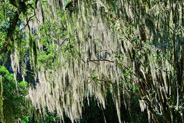Spanish Moss in Oak Trees — Stock Photo, Image