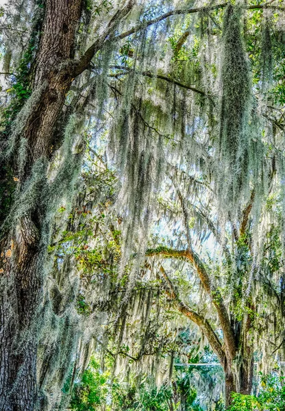 Green Spanish Moss in Trees — стокове фото