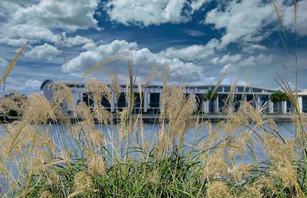 Sea Oats with Convention Center in Background — Stock Photo, Image