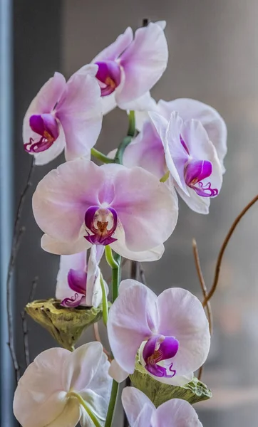 美丽的粉色和紫色兰花 — 图库照片