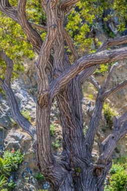 Gnarled Tree Trunks on Tropical Tree