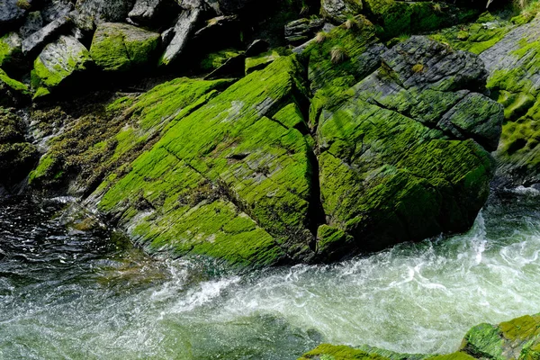 Zielony Mech Skałach Nad Rzeką — Zdjęcie stockowe