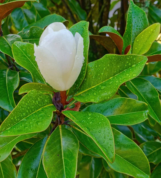 Dew Magnolia Bud Early Morning Light — Stock Photo, Image