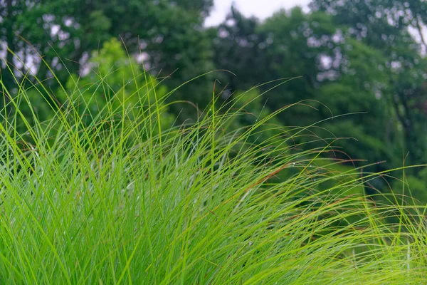 Sabah Işığında Sawgrass Üzerindeki Çiy Tanesi — Stok fotoğraf