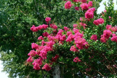 Pembe Krep Myrtle Yaz Ağacında Çiçek Açtı