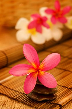 Frangipani çiçekli tropikal spa.