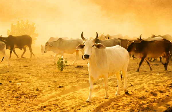 Rebanhos bovinos — Fotografia de Stock
