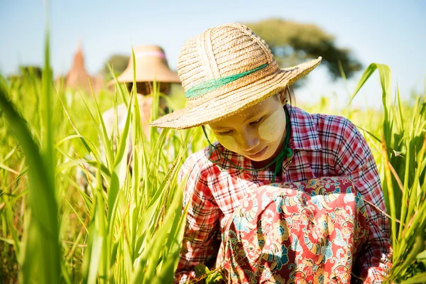 Werken in de boerderij — Stockfoto