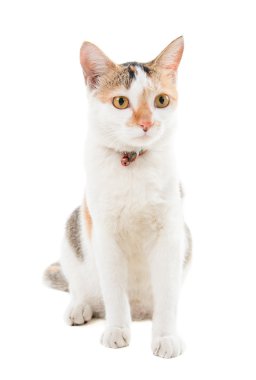 oturan kısa tüylü kedi
