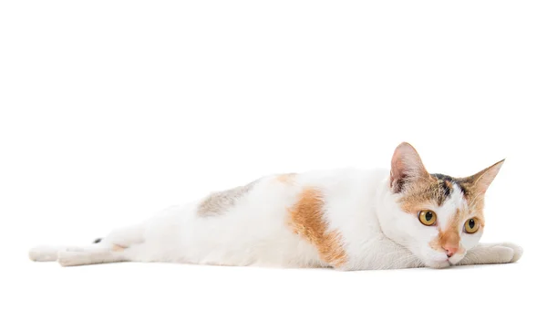 Malaysiska kort haired katt liggande — Φωτογραφία Αρχείου
