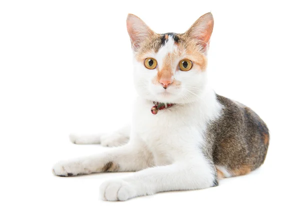 Portrait Malaysian short haired cat — Stock Photo, Image