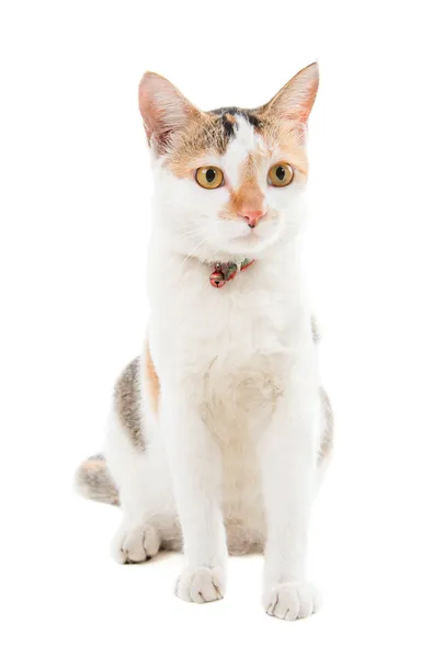Короткошерстий кіт сидить — стокове фото