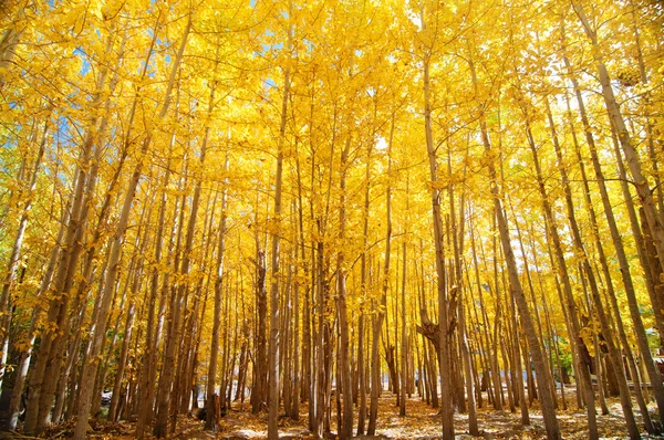 Vidvinkel hösten aspen träd — Stockfoto