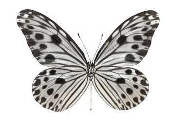 Kelebek (fikir lynceus)