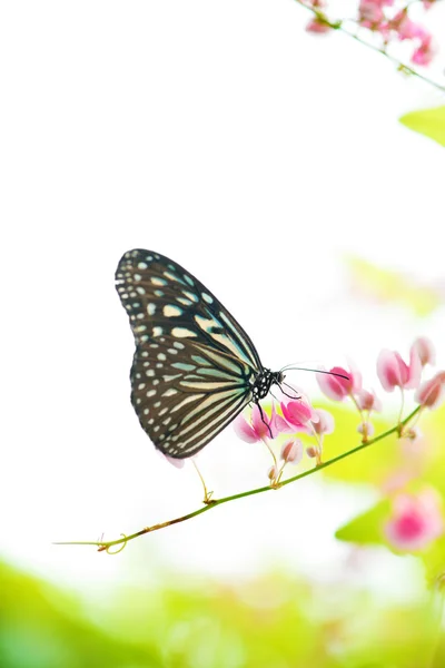 Schmetterling — Stockfoto