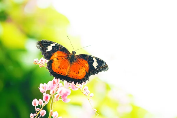 Farfalla su fiore con spazio copia — Foto Stock