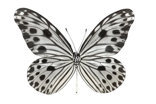 Butterfly (Idea lynceus) — Stock Photo, Image