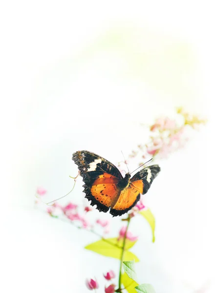 Papillon sur fleur — Photo