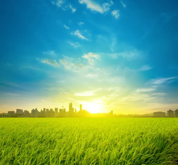 Plantação de campo de arroz e cidade — Fotografia de Stock