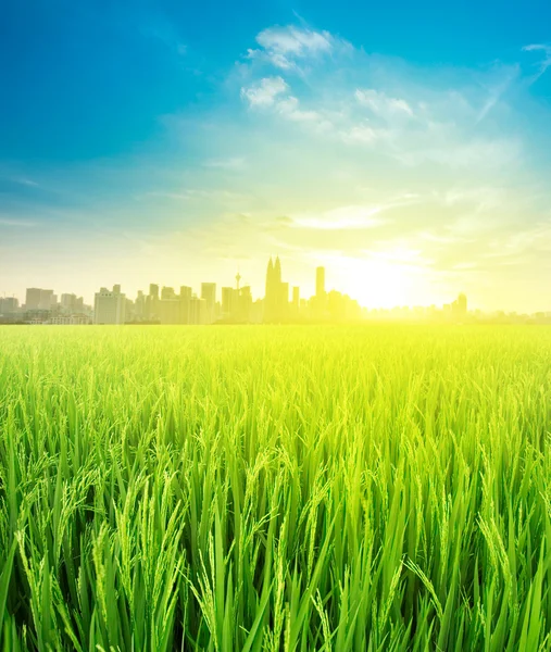 Pirinç alanında Bayındırlık tarım üzerinden yatay görünüm — Stok fotoğraf