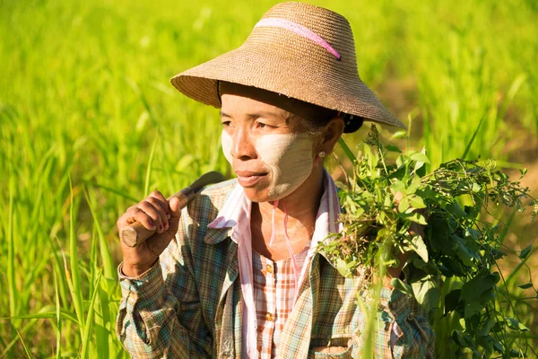 Παραδοσιακή ασιατική γυναίκα γεωργός — Φωτογραφία Αρχείου