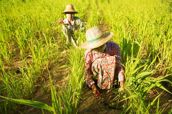 Agricultores asiáticos tradicionales —  Fotos de Stock