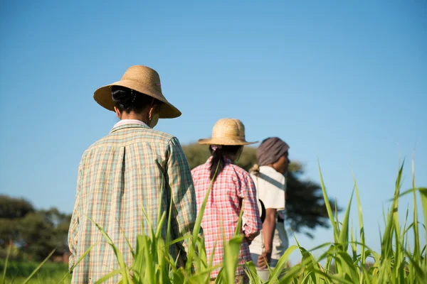 Vista trasera Grupo de agricultores tradicionales asiáticos —  Fotos de Stock