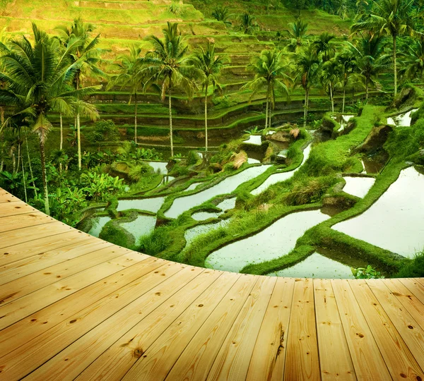 Terrace rice fields — Stock Photo, Image