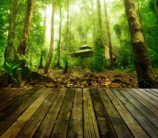 Foresta verde — Foto Stock