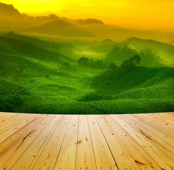 Tea plantation — Stock Photo, Image