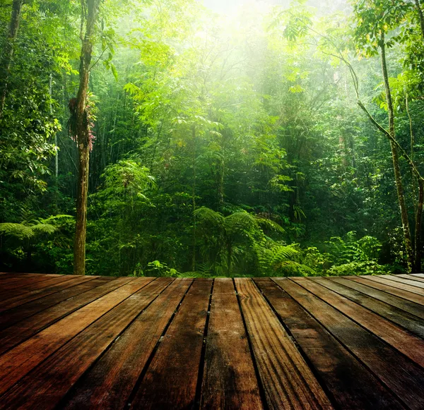Zielony las. Obrazek Stockowy