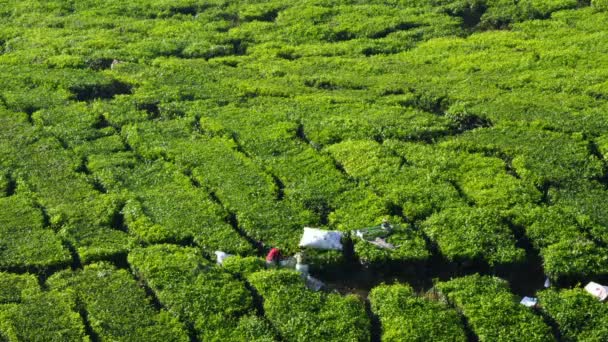 Trabajadores cosechando hojas de té en la granja de té, Cameron Highlands, Malasia, Asia . — Vídeos de Stock