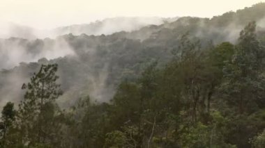 güzel zaman atlamalı tropikal orman üzerinde