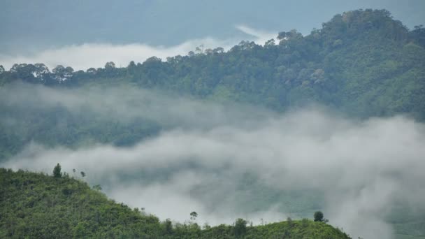 A beautiful time lapse over tropical forest — Stock Video