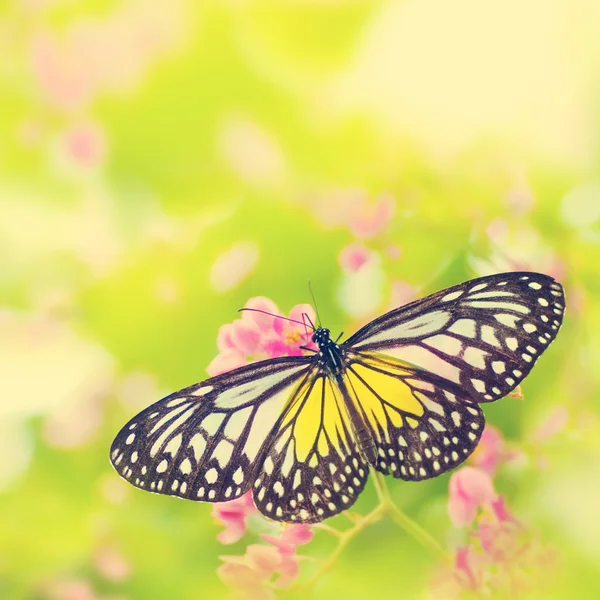 Schmetterling auf Blume — Stockfoto