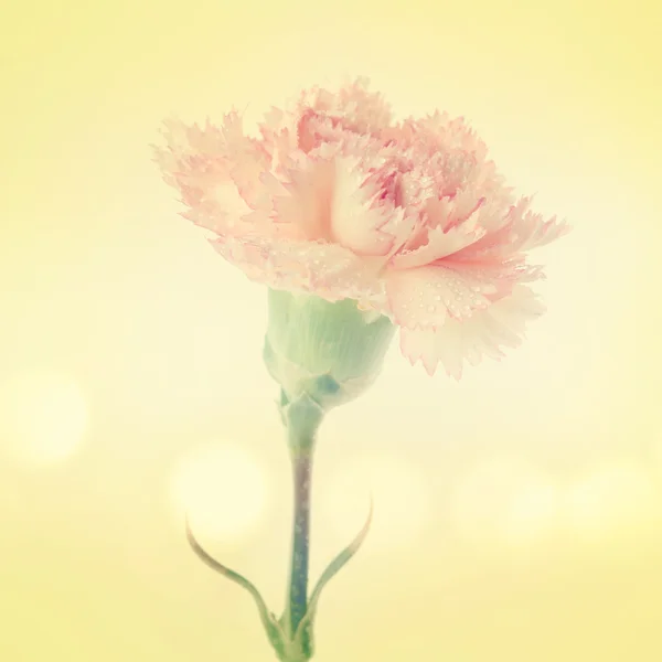 Квітка гвоздики — стокове фото