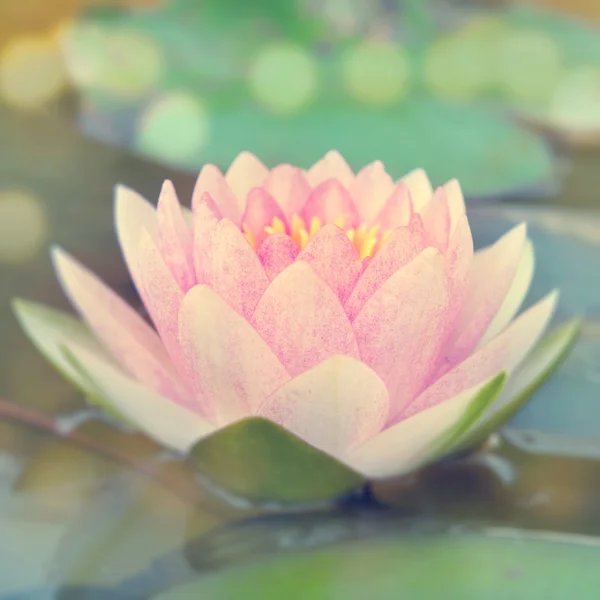 Vintage water lily — Stock Photo, Image