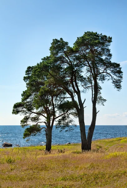Two trees on the shore of the lake — Stock Photo, Image