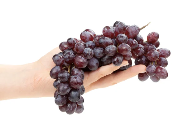 Tros druiven in vrouwelijke hand. geïsoleerd. — Stockfoto