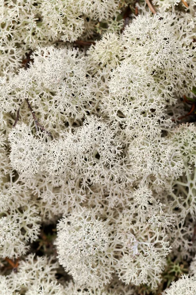 Reindeer moss close up — Stock Photo, Image